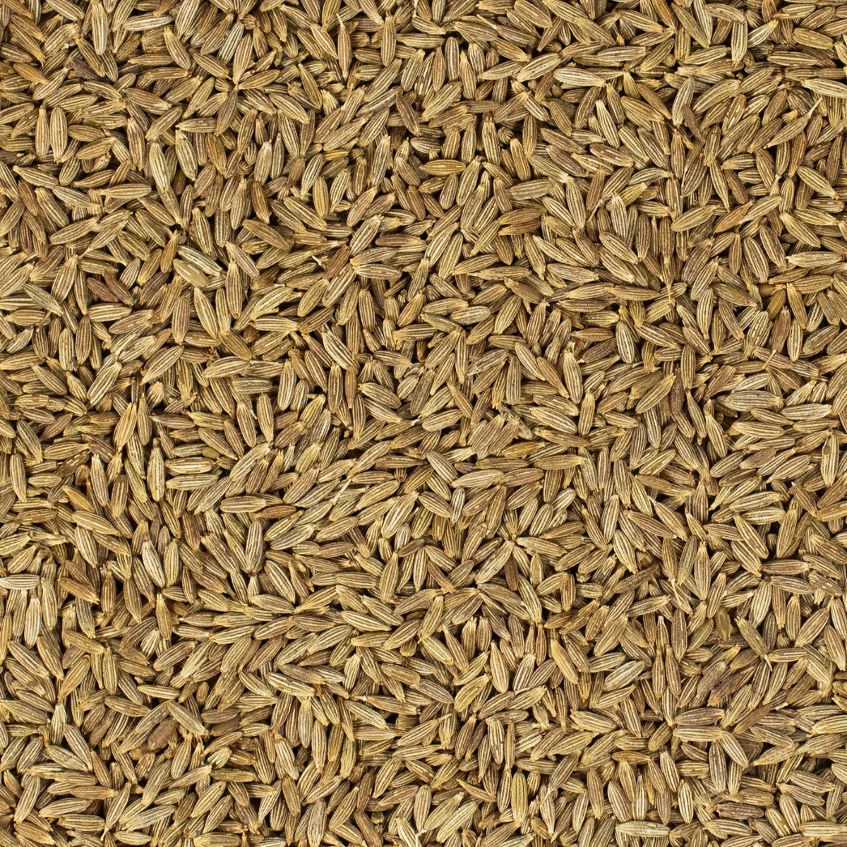 Desert Whisper – 1 kg Whole Cumin Seeds